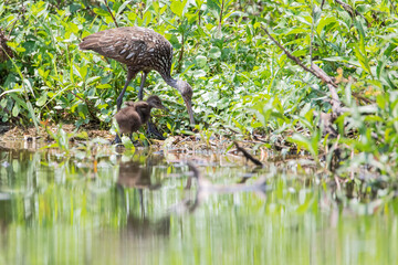 Limpkin (Aramus guarauna) with young chick at waterline, Lake Marian, Florida, USA
