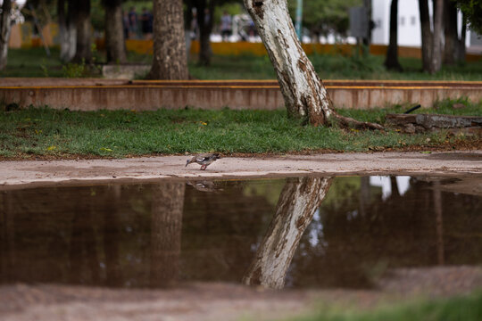 charco de agua en el parque