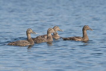 Common eiders, St. Cuthbert's duck, Cuddy's duck - Somateria mollissima four females swimming in blue sea water. Photo from Djupivogur in East Iceland.
