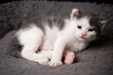 gatito bebé acostado