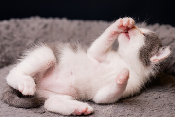 gatito bebe