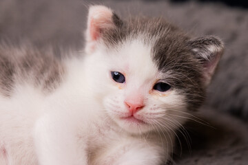 gatito bebé mirada