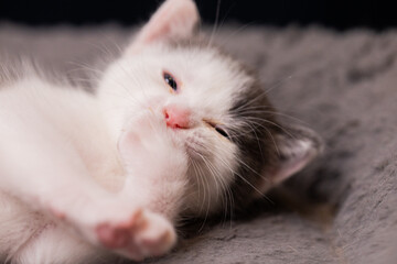 gatito bebé