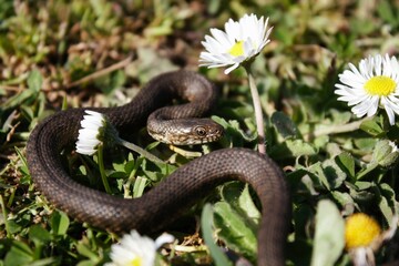 The water snake