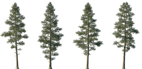 Set of 4 Chamaecyparis lawsonifrontal (Port Orford cedar, Lawson cypress) large trees isolated png on a transparent background perfectly cutout