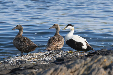 Common eiders , St. Cuthbert's ducks, Cuddy's ducks - Somateria mollissima, two females and one male on rock with blue sea water in backgroung. Photo from Djupivogur in East Iceland.