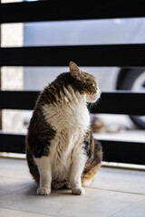 gato mirando hacia atrás