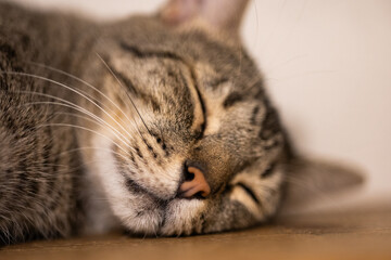 gato dormido