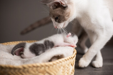 gata madre con su cría