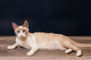 gato snow shoe