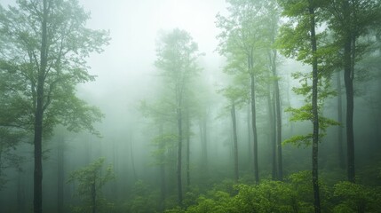 Obraz premium Ethereal mist weaving through ancient groves, enchanting whispers of nature's secrets