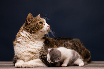 gato senior y gatito bebé