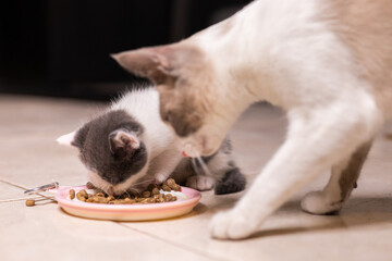 gatito bebé comiendo