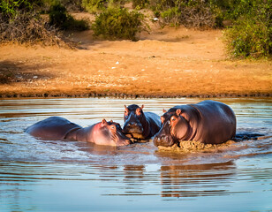 Group of African Hippos in a Muddy River with Natural Scenery in the Background in Africa