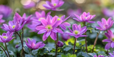 Fototapeta premium Early Spring Flowering Plant from the Buttercup Family