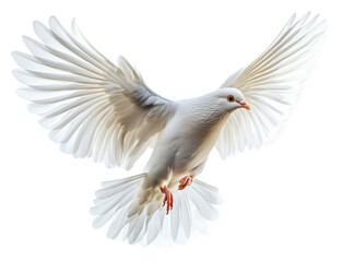 Fototapeta premium PNG White dove in mid-flight against a plain backdrop