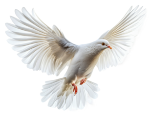 PNG White dove in mid-flight against a plain backdrop