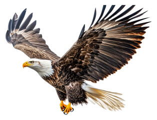 Obraz premium PNG Majestic bald eagle soaring against a clear sky