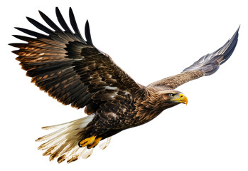 Fototapeta premium PNG A majestic eagle soaring through the sky above