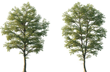 Set of Ostrya virginiana (the American hophornbeam, eastern hophornbeam, hardhack, ironwood, leverwood) frontal set street trees isolated png on a transparent background perfectly cutout