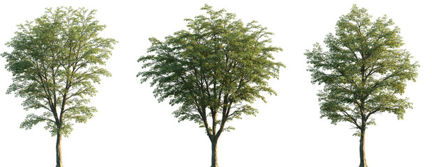 Set of 3 Ostrya virginiana (the American hophornbeam, eastern hophornbeam, hardhack, ironwood, leverwood) frontal set street trees isolated png on a transparent background perfectly cutout