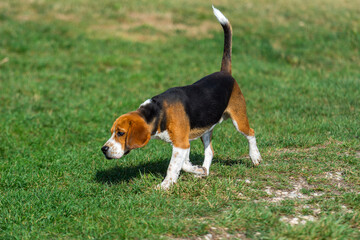 A young Beagle or Harrier puppy is running or looking for something in the green grass. The coat is...