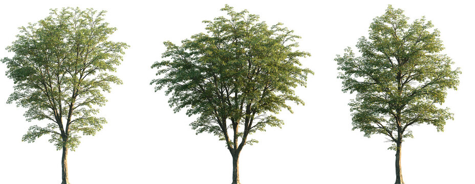 Set of 3 Ostrya virginiana (the American hophornbeam, eastern hophornbeam, hardhack, ironwood, leverwood) frontal set street trees isolated png on a transparent background perfectly cutout