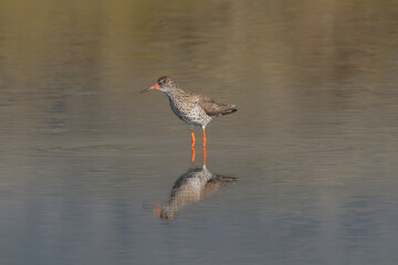 Common redshank or redshank - Tringa totanus in breeding plumage staying in water with reflection. Photo from Djupivogur in East Iceland.