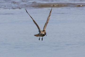 飛翔するチュウシャクシギ