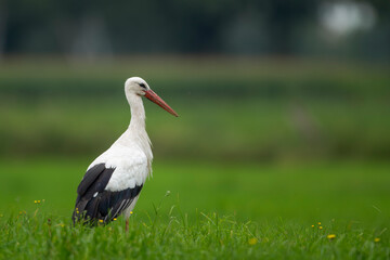 white stork in the grass