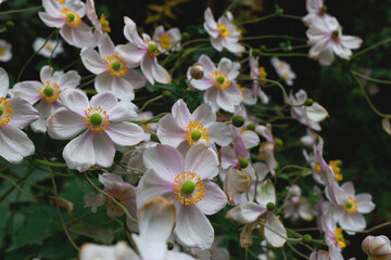 Delicate white and pink flowers bloom in a lush garden, showcasing nature's gentle beauty
