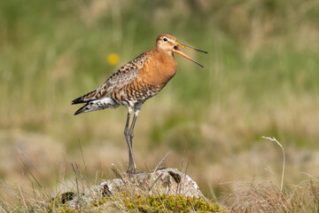 Black-tailed godwit - Limosa limosa in breeding plumage on ground with green meadow in background. Photo from Djupivogur in East Iceland.	