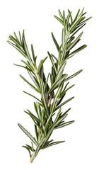 Fototapeta premium PNG Fresh rosemary sprig against a white background