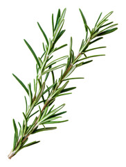 Fototapeta premium PNG Fresh rosemary sprig isolated on white background