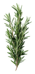 Obraz premium PNG Fresh rosemary sprig on white background