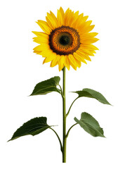 PNG Sunflower blooms on white background
