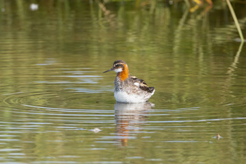 Red-necked phalarope, northern phalarope, hyperborean phalarope - Phalaropus lobatus in breeding plumage swimming in water at green background. Photo from Djupivogur in East in Iceland.