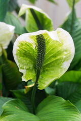 Close up of a anthurium peace lily in a greenhouse