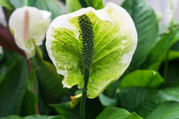 Close up of a anthurium peace lily in a greenhouse