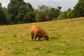 Close ups of a Scottish Highland cow on a summers day