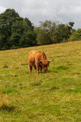 Close ups of a Scottish Highland cow on a summers day