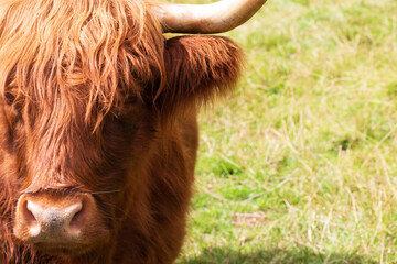 Close ups of a Scottish Highland cow on a summers day