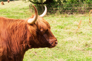 Close ups of a Scottish Highland cow on a summers day