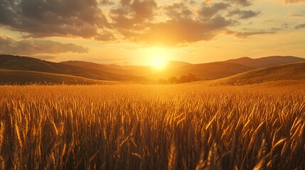 Obraz premium Golden Wheat Field at Sunset.