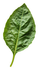 Obraz premium PNG Fresh green bay leaf resting on a white background