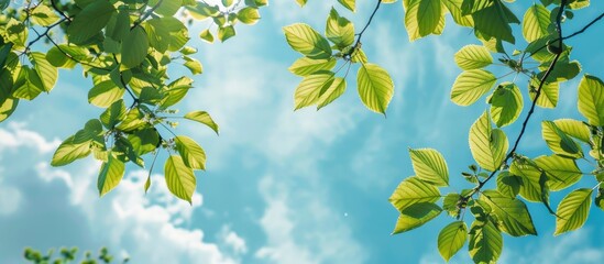 Obraz premium Tree Leaves On Sky Background