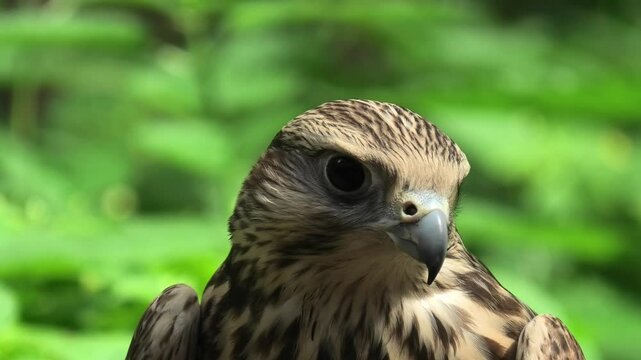 Saker falcon in the summer forest, green plants in a background (Falco cherrug)