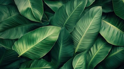 A close up of green leaves with a lush green background
