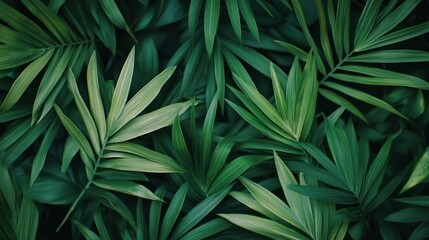 A close up of green leaves with a lush green background