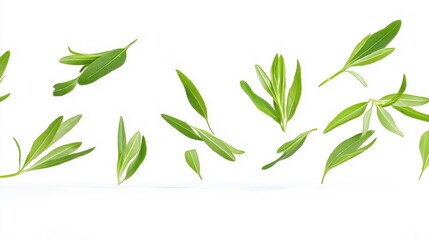Green leaves floating on a white background.